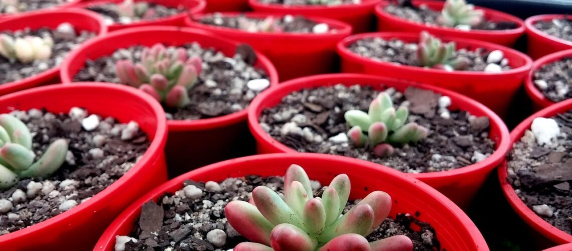 succulent